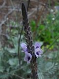 Lavandula buchii