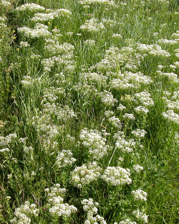 Image of Cardaria draba specimen.