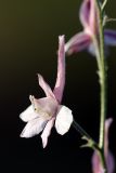 Delphinium camptocarpum