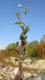 genus Sonchus