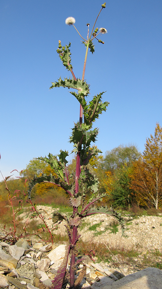 Изображение особи род Sonchus.