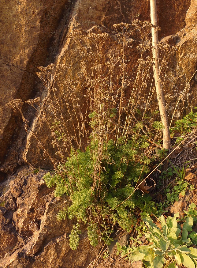 Image of Achillea nobilis specimen.