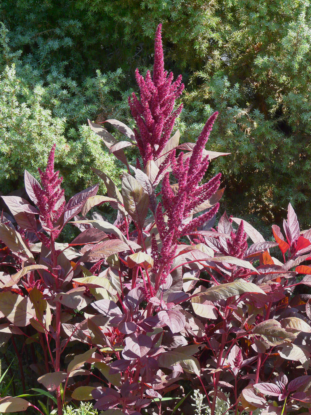 Изображение особи Amaranthus hypochondriacus.