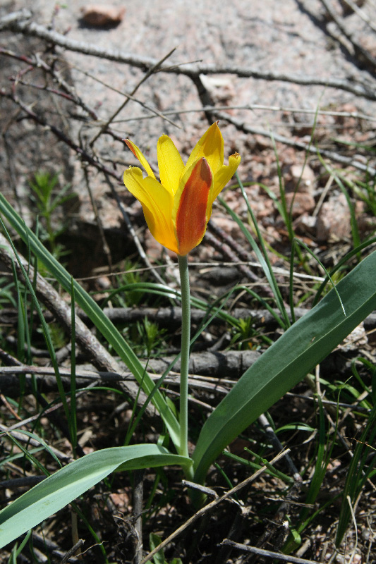 Изображение особи Tulipa tschimganica.