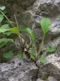 Campanula bzybica