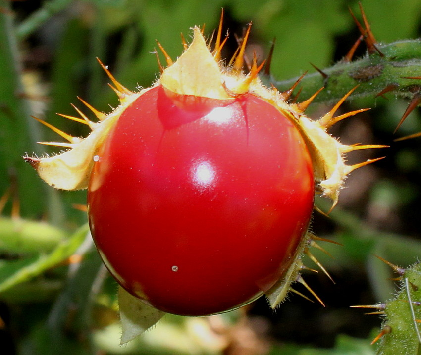 Image of Solanum sisymbriifolium specimen.