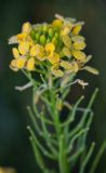 Erysimum aureum