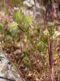 Orlaya daucoides. Незрелые плоды. Южный Берег Крыма, мыс Никитин. 22.05.2013.