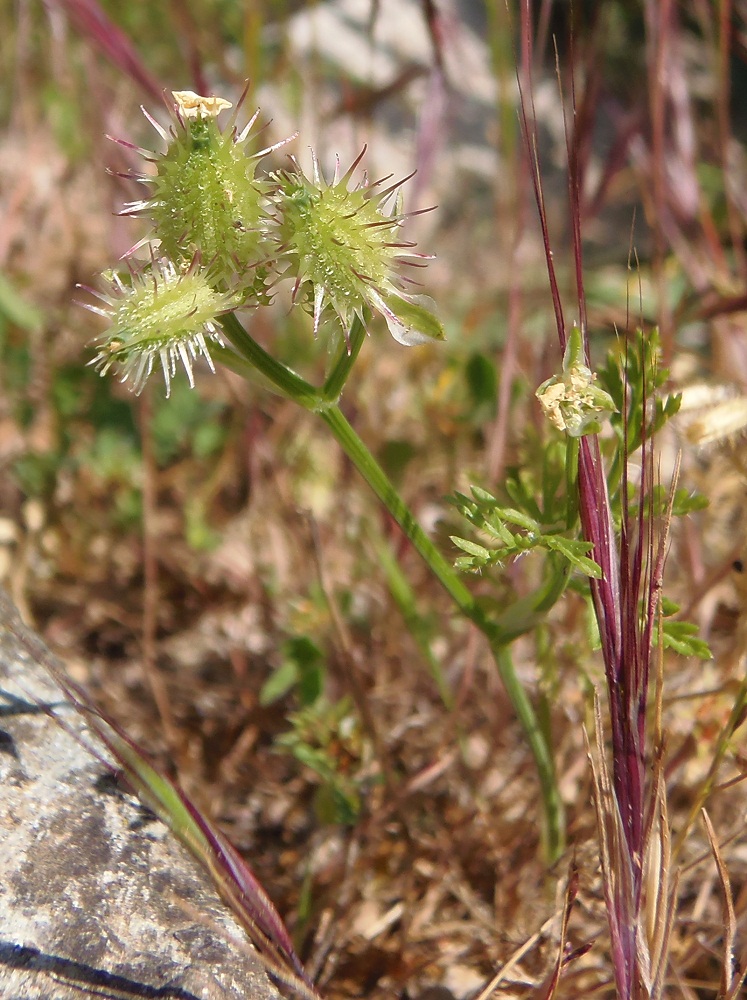 Image of Orlaya daucoides specimen.