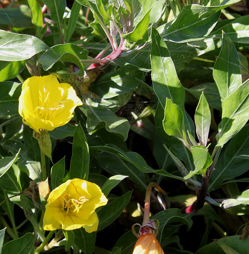 Изображение особи Oenothera macrocarpa.