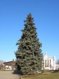 Picea form glauca