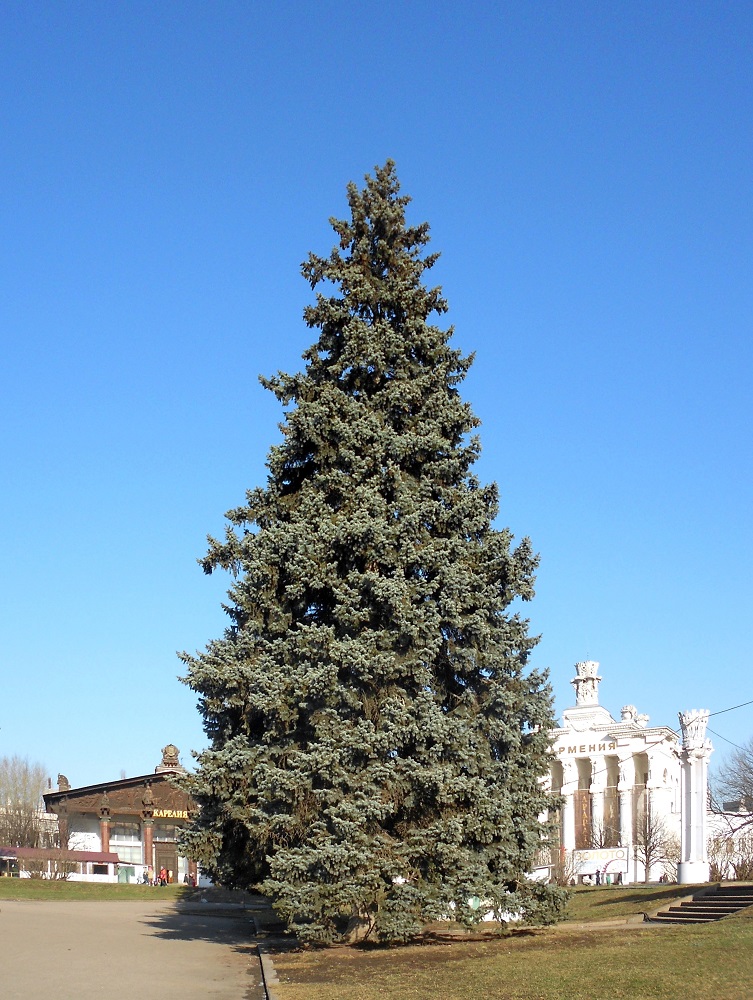 Изображение особи Picea pungens f. glauca.