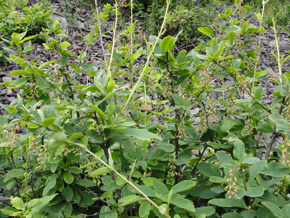 Изображение особи Berberis amurensis.