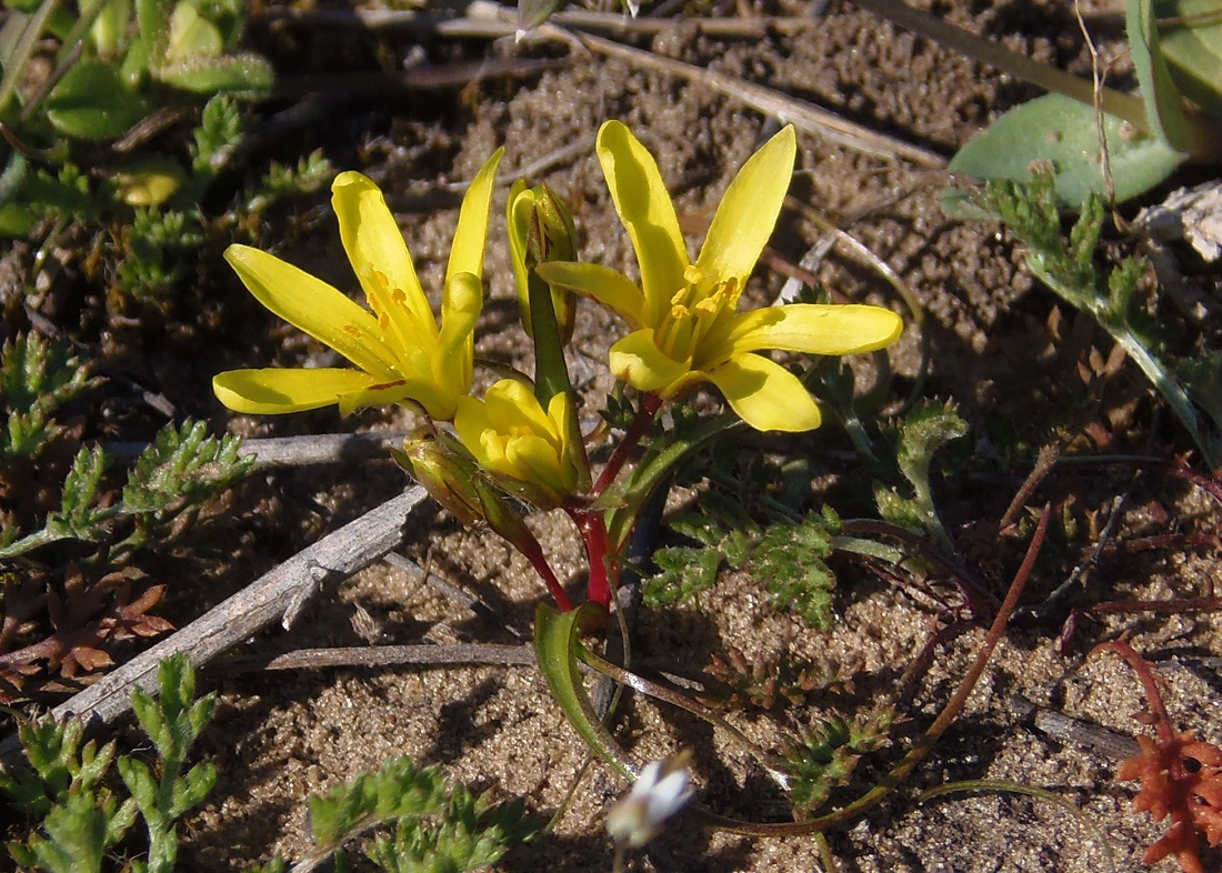 Image of Gagea bohemica specimen.