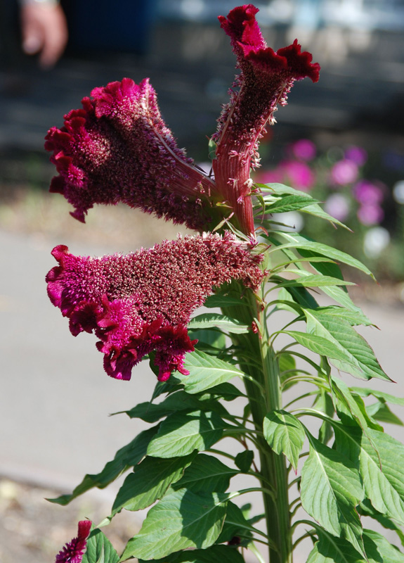 Изображение особи Celosia cristata.