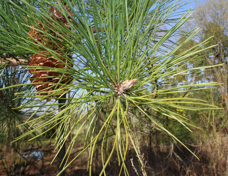 Image of Pinus rigida specimen.