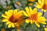 Heliopsis helianthoides ssp. scabra