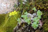 Draba arseniewii. Цветущее растение. Узбекистан, Ташкентская обл., зап. отроги Чаткальского хр., ур. Чимган, ущ. Катта-Коксай. 01.05.2014.