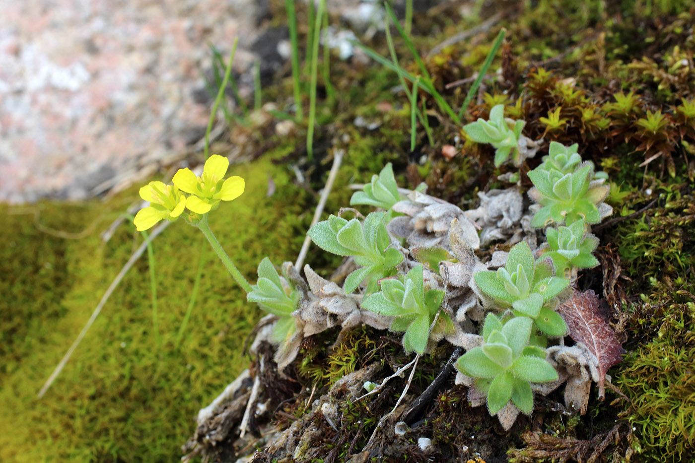 Image of Draba arseniewii specimen.