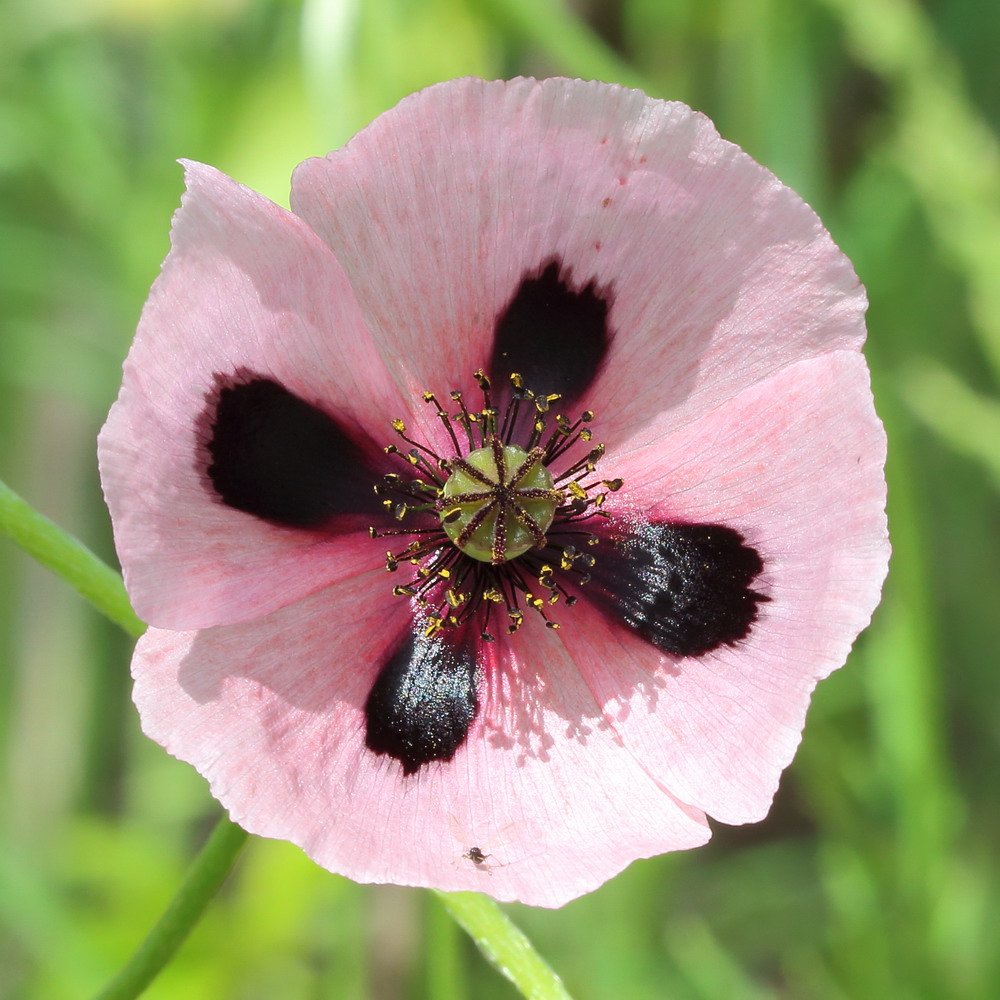 Изображение особи род Papaver.