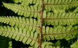 Dryopteris affinis