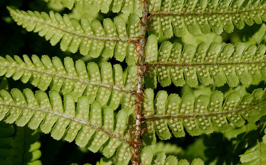 Изображение особи Dryopteris affinis.