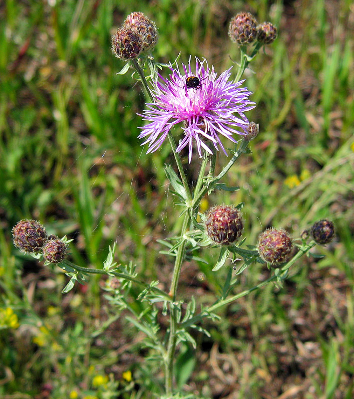Image of Centaurea stoebe specimen.