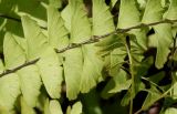 Adiantum pedatum
