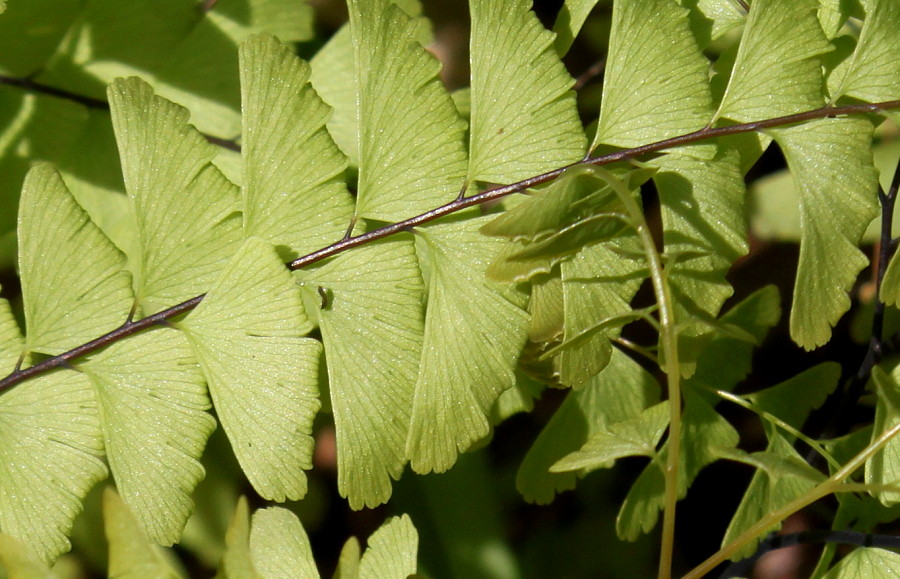 Изображение особи Adiantum pedatum.