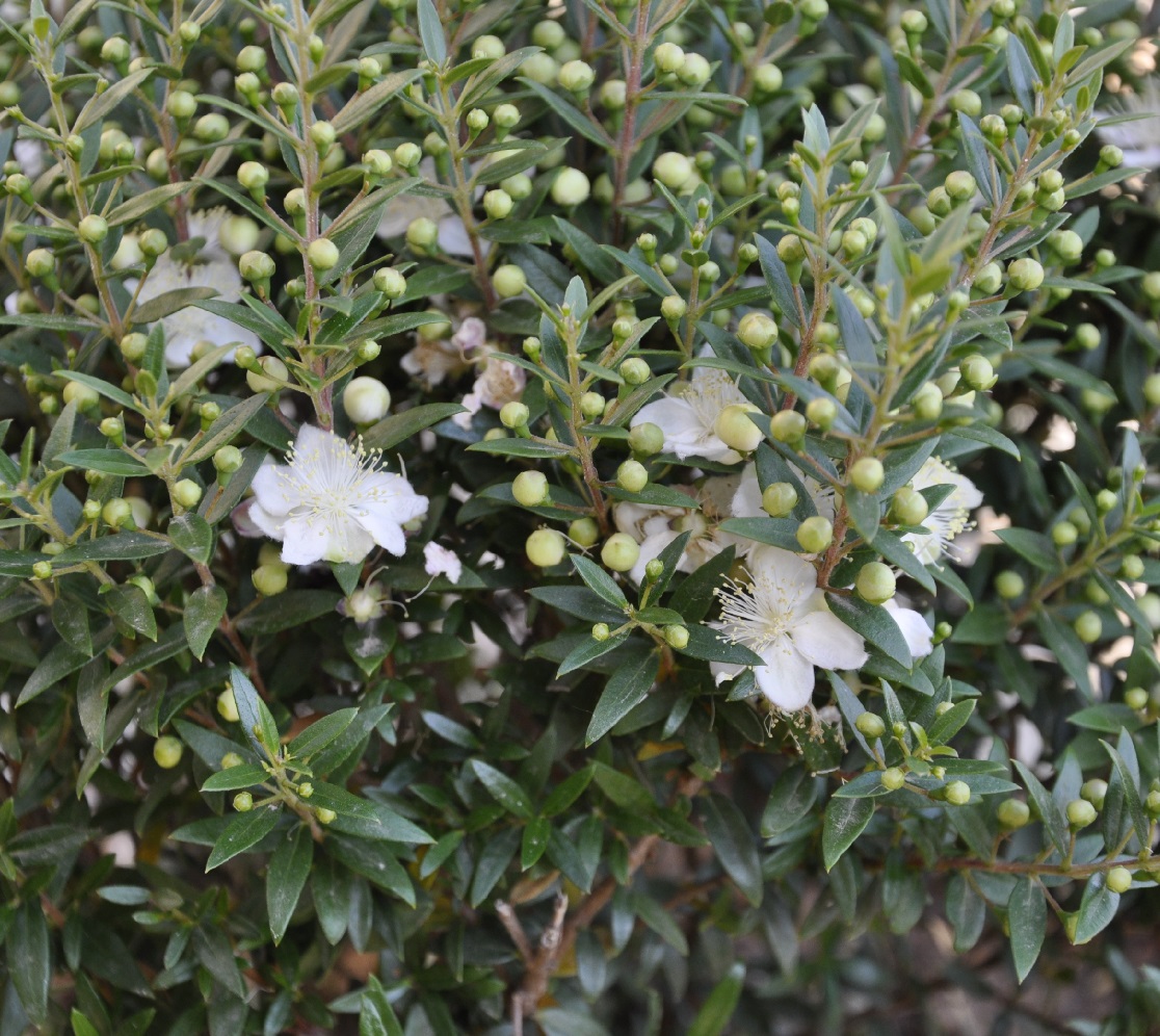 Image of Blepharocalyx salicifolius specimen.