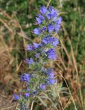 Echium vulgare. Верхушка цветущего растения. Краснодарский край, Анапский р-н, заповедник Утриш, склоны г. Лысая, можжевеловое редколесье. 07.06.2014.