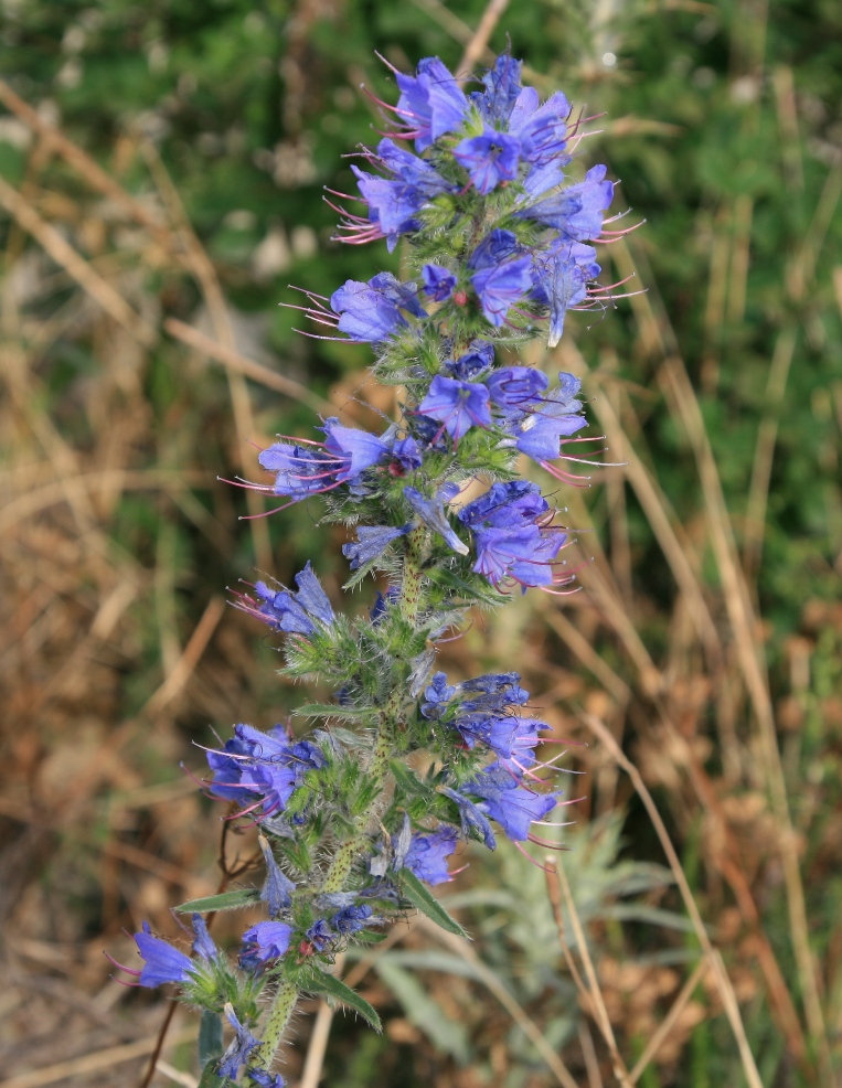 Изображение особи Echium vulgare.