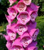 Digitalis purpurea. Цветки в средней части соцветия. Германия, г. Дюссельдорф, Ботанический сад университета. 02.06.2014.