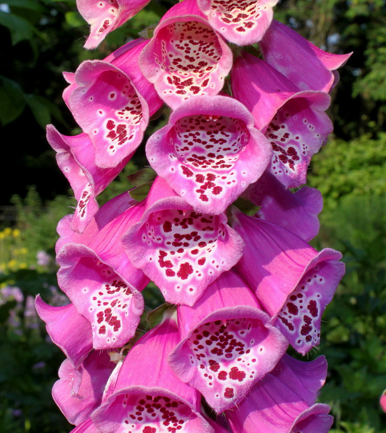 Изображение особи Digitalis purpurea.