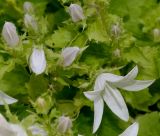 Campanula garganica. Цветок и бутоны ('Silberregen'). Германия, г. Дюссельдорф, Ботанический сад университета. 02.06.2014.