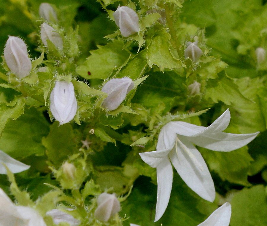 Image of Campanula garganica specimen.