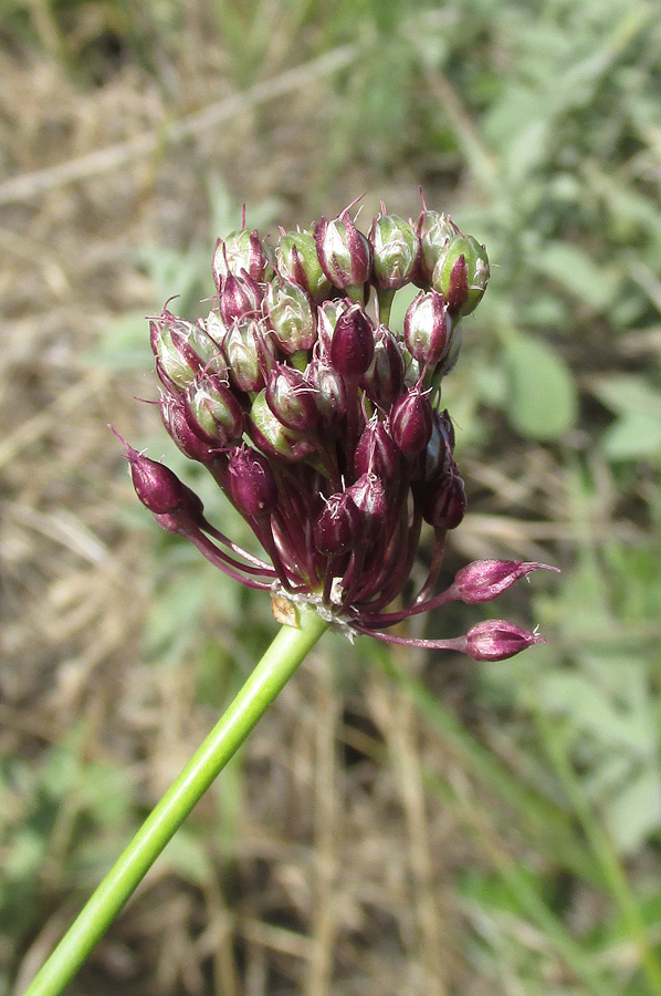 Image of Allium atroviolaceum specimen.