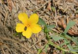 Linum tauricum