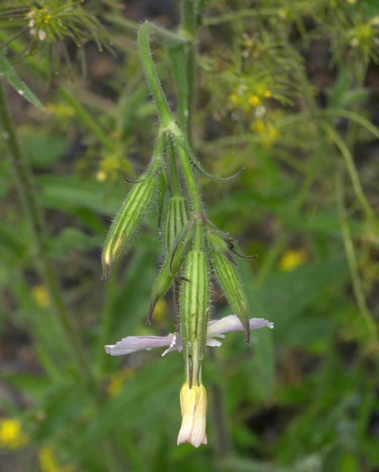 Изображение особи Silene noctiflora.