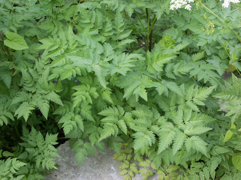 Изображение особи Chaerophyllum aureum.