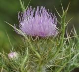 Cirsium creticum