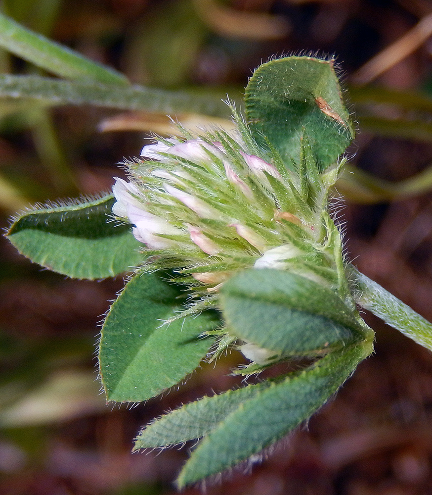 Изображение особи Trifolium scabrum.