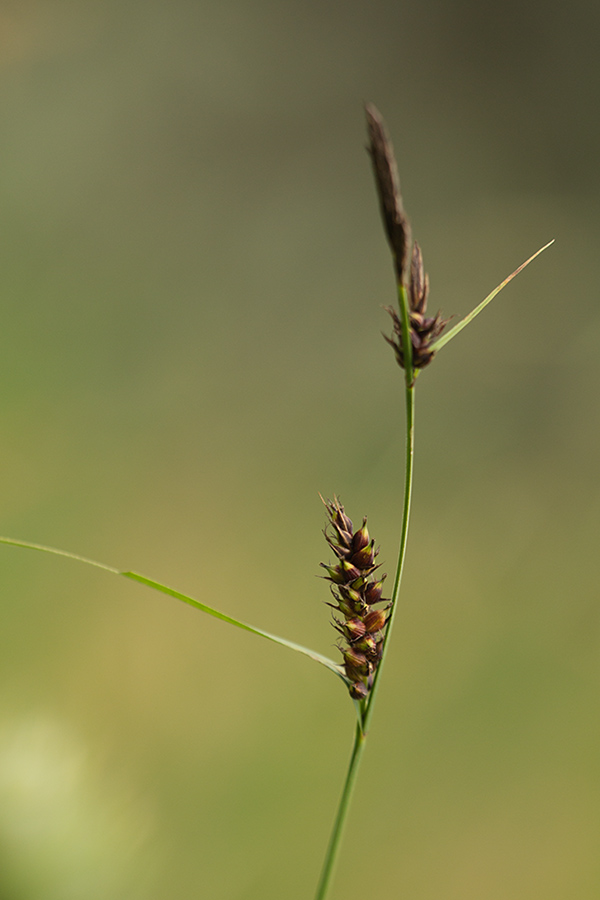 Image of Carex melanostachya specimen.
