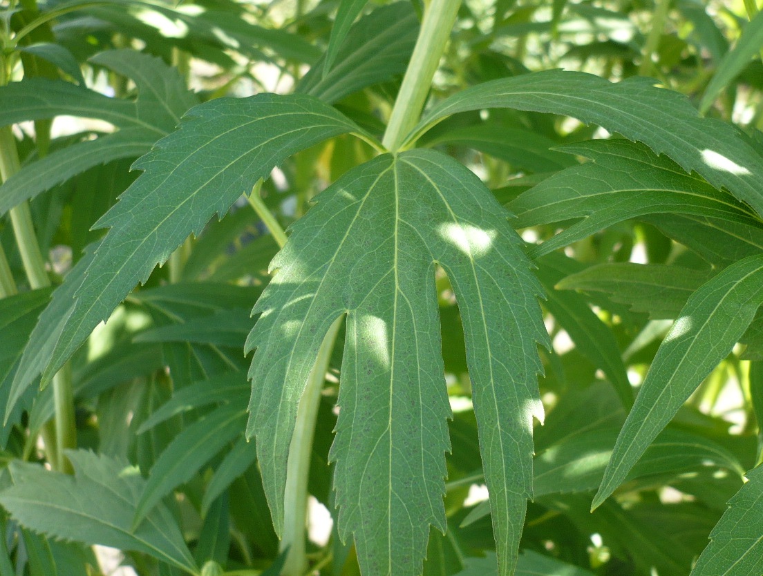 Изображение особи Rudbeckia laciniata var. hortensia.