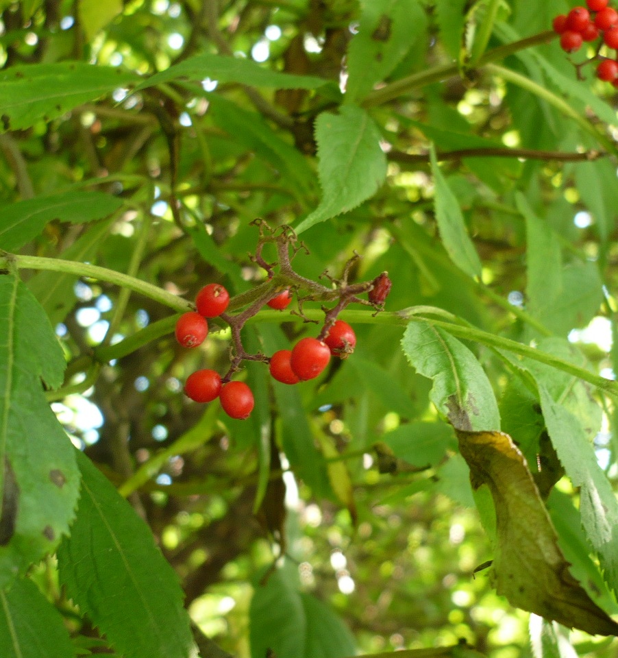 Image of Sambucus sibirica specimen.