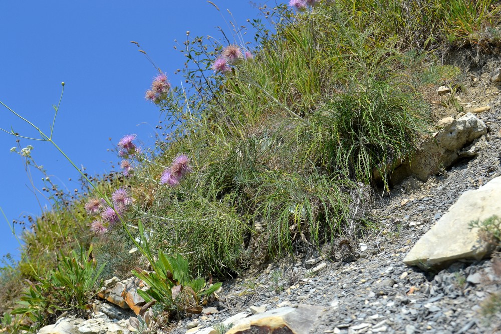 Изображение особи Lamyra echinocephala.
