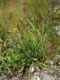 Bupleurum nordmannianum