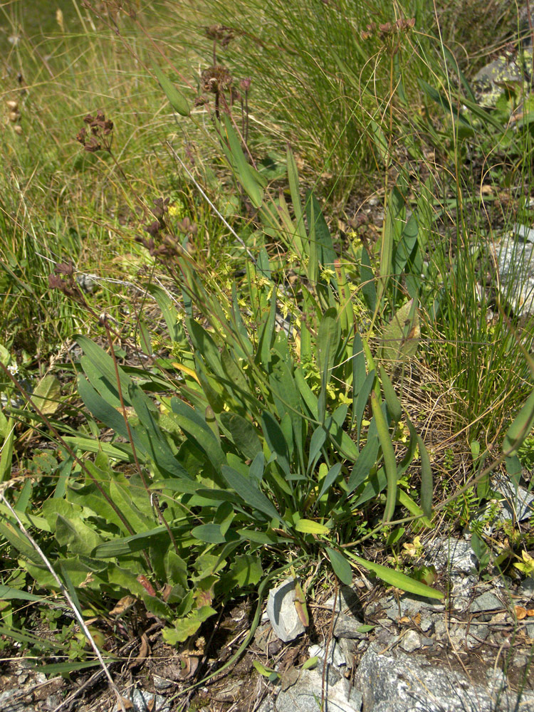 Image of Bupleurum nordmannianum specimen.