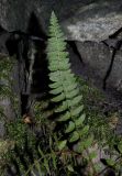 Woodsia polystichoides