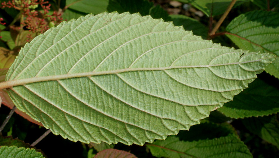 Изображение особи Viburnum plicatum.